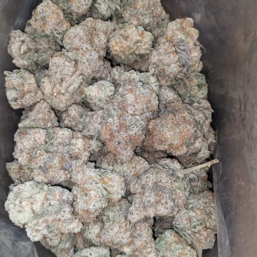 Slurricane 2 I Slurricane