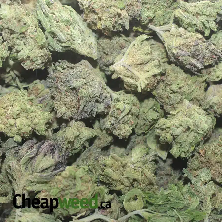THAI HAZE 1 I Thai Haze