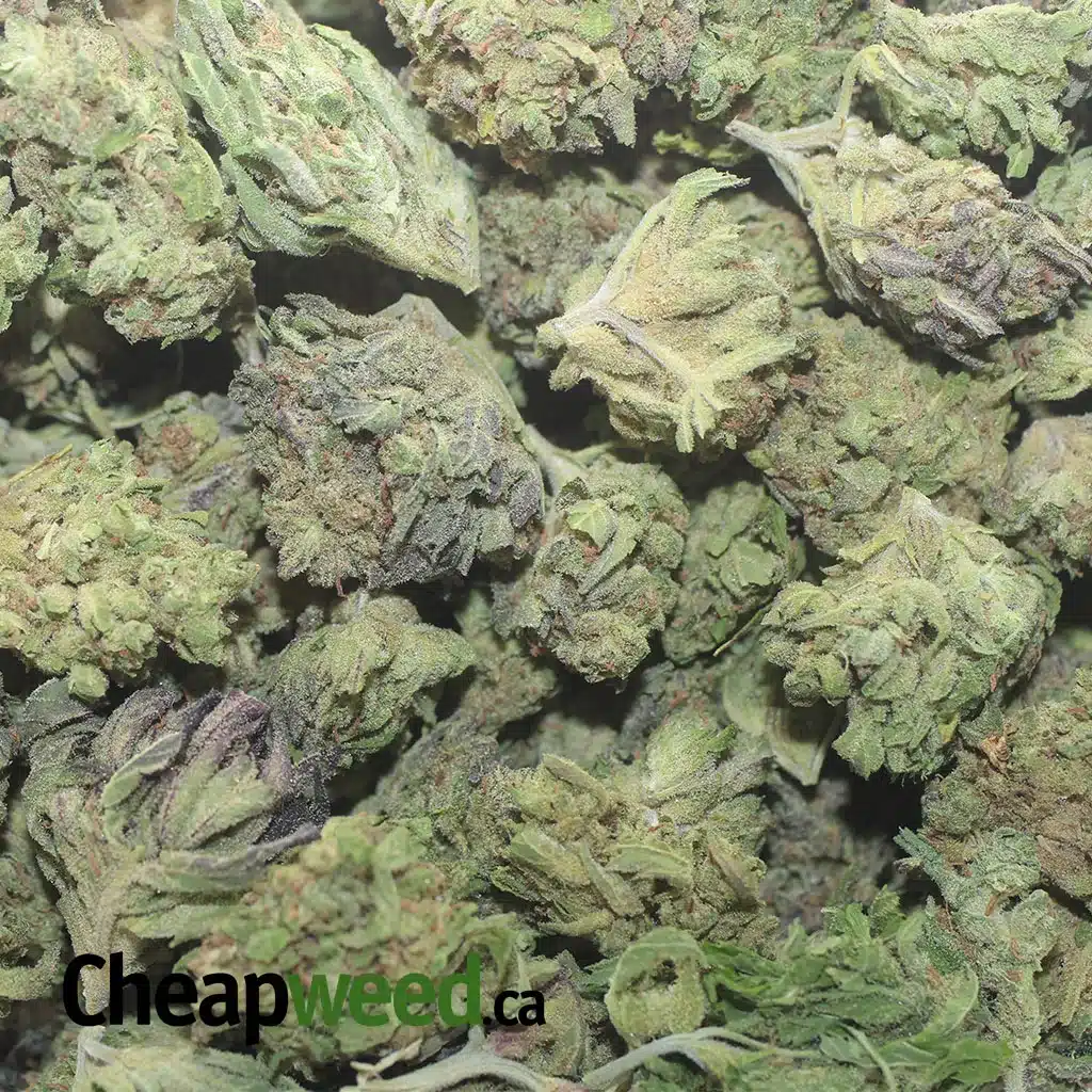 Thai Haze - Image 3