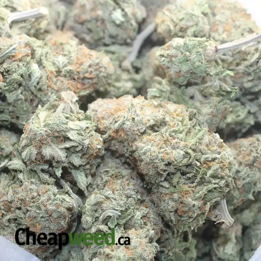 ANIMAL COOKIES 1 I Animal Cookies
