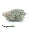 Animal Cookies