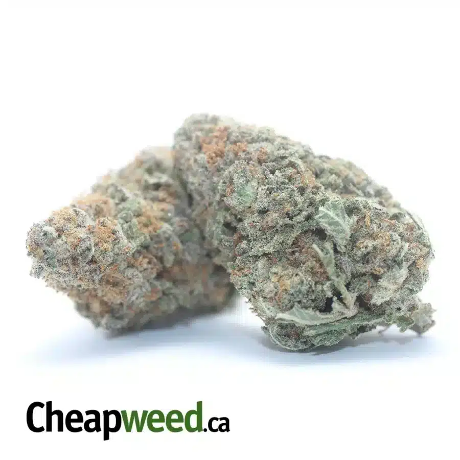 ANIMAL COOKIES 3 I Animal Cookies
