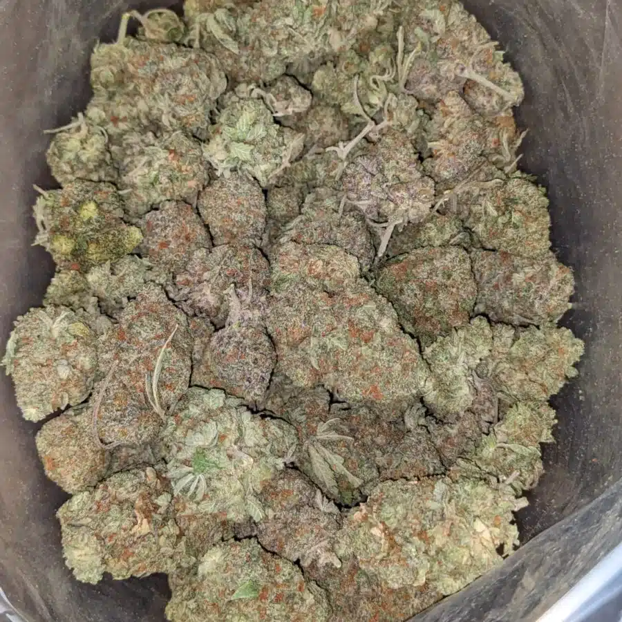 Afghan 2 1 I Afghan Kush