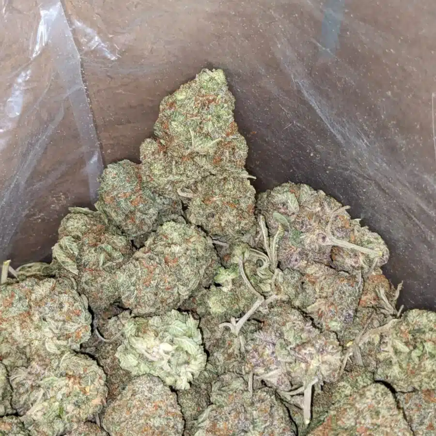 Afghan 3 1 I Afghan Kush