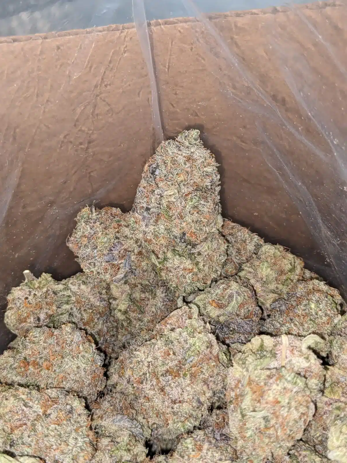 $ 62 Oz - Blue Cookies - Image 5