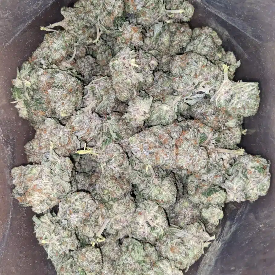 Comatose 1 I $ 65 Oz - Comatose
