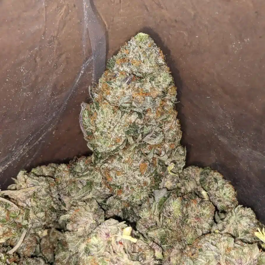 Comatose 3 I $ 65 Oz - Comatose