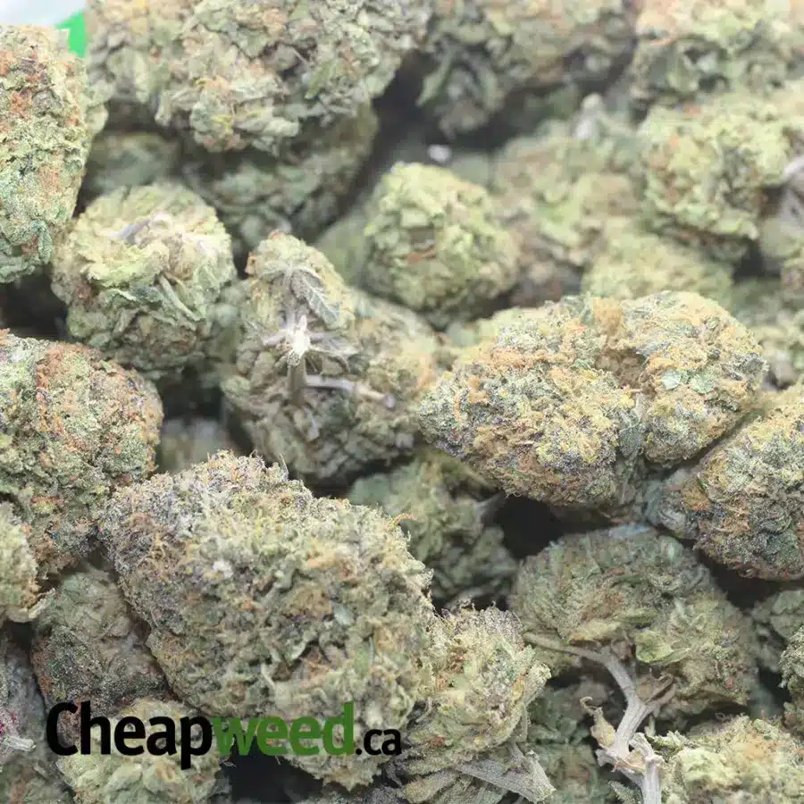 FUNKY MONKEY 1 I $ 57 Oz - Funky Monkey