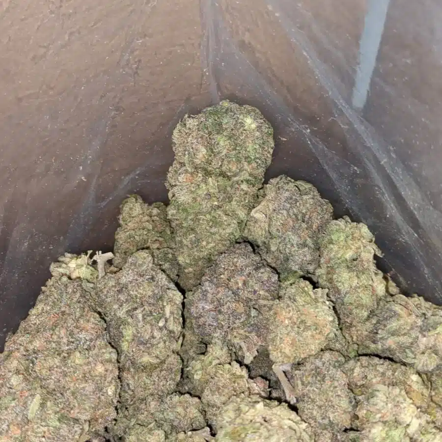 Funky monkey 4 I Funky Monkey