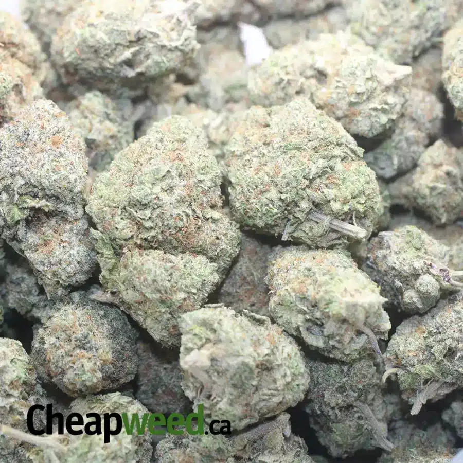 GASBERRY 1 1 I $ 69 Oz - Gas Berry