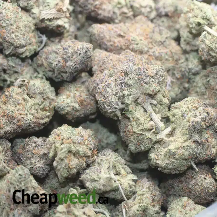 GELATO 33 1 I Gelato #33