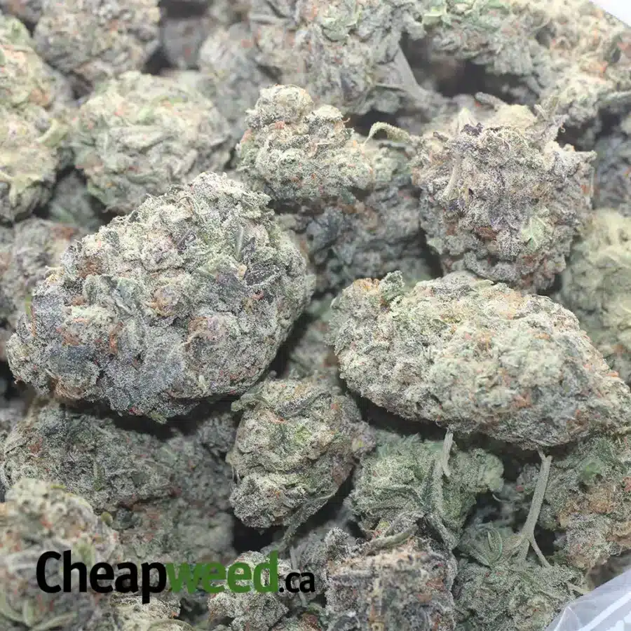 GELATO ZKITTLES 1 I Gelato Zkittles