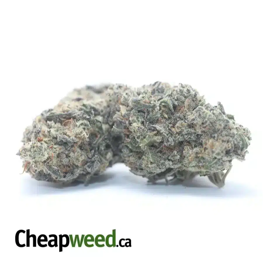 Alternative view of Gelato Zkittles