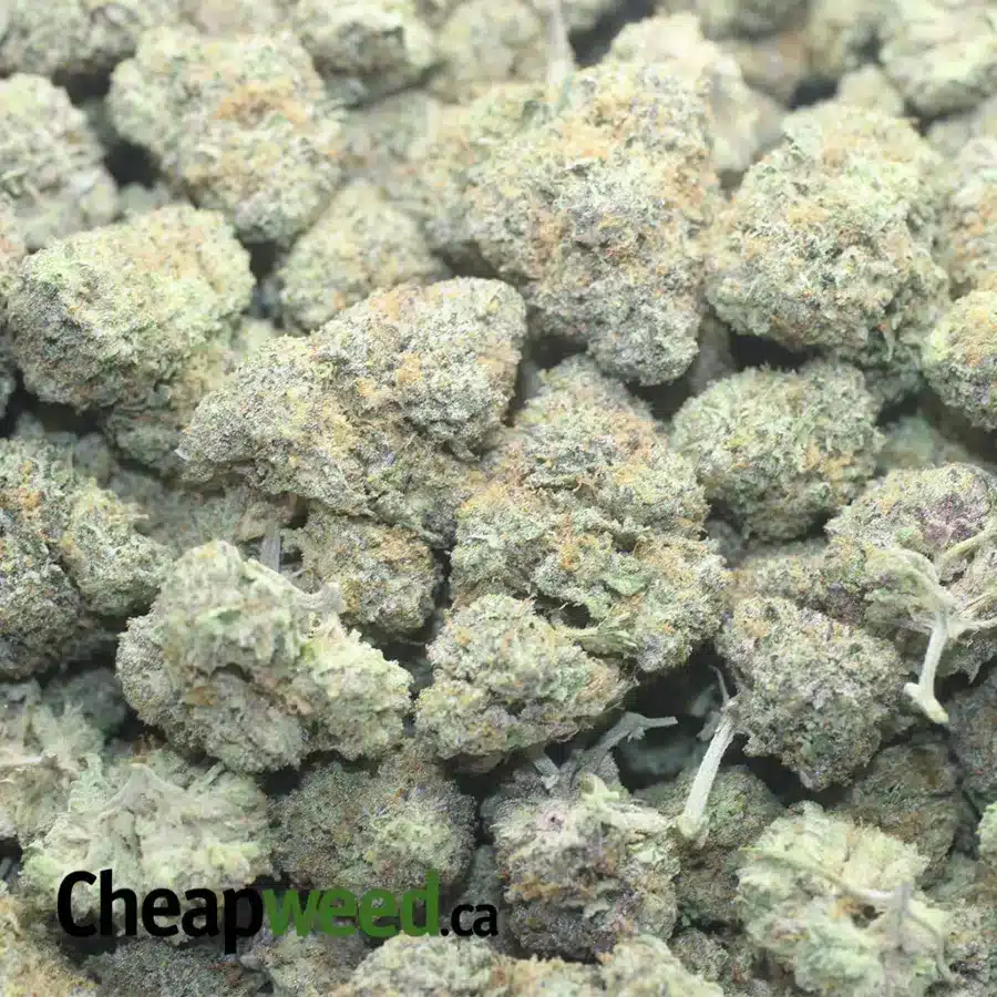 GHOST TRAIN HAZE 1 I $ 69 Oz - Ghost Train Haze