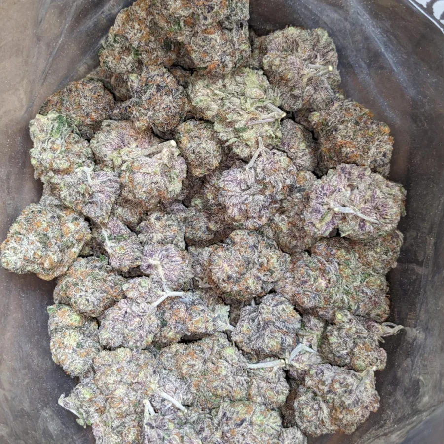 Gelato #33