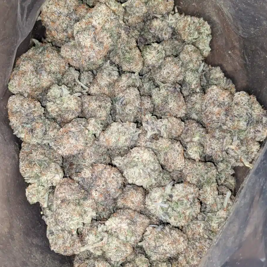 Gmo Cookies 3 1 I GMO Cookies