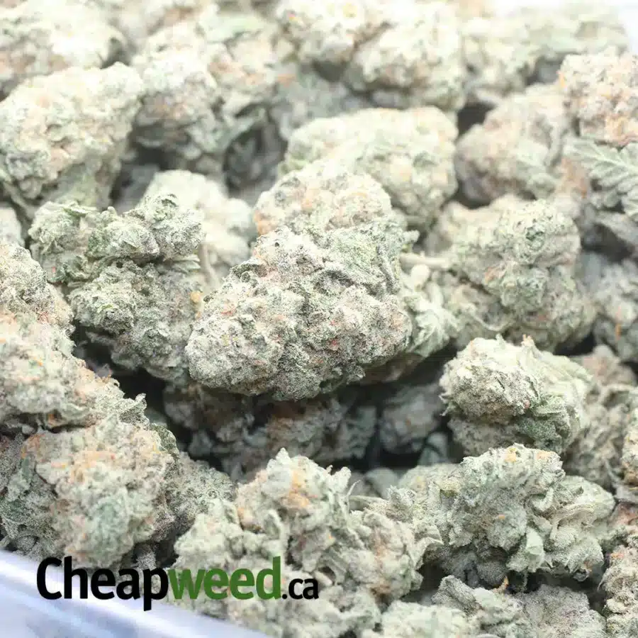 JACK HERER 1 I $ 57 Oz - Jack Herer