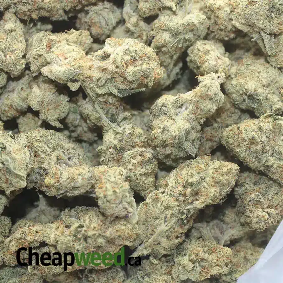 LEMON CITRUS HAZE 1 I Lemon Citrus Haze