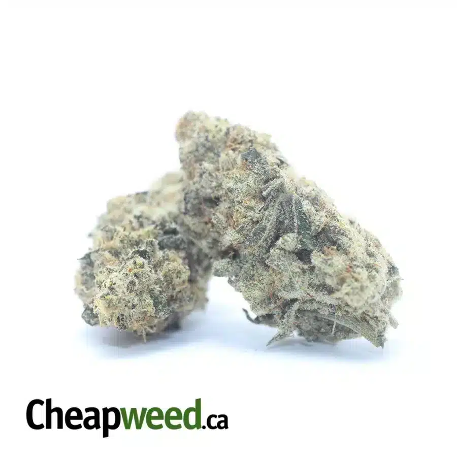 LEMON CITRUS HAZE 3 I Lemon Citrus Haze