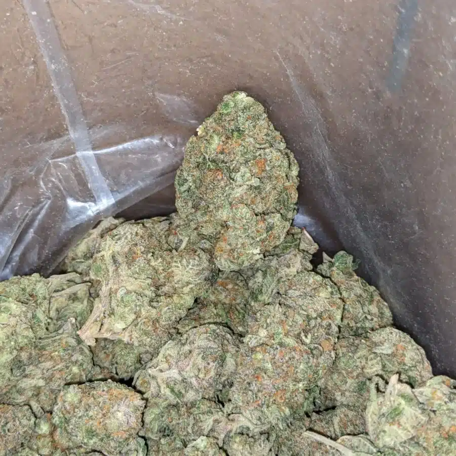 Lavender 4 I Lavender