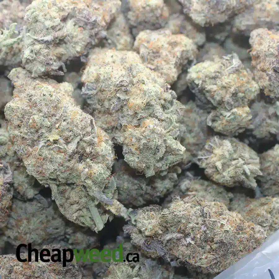 MIRACLE ALIEN COOKIES X GMO COOKIES 1 I MAC10 x GMO Cookies #2