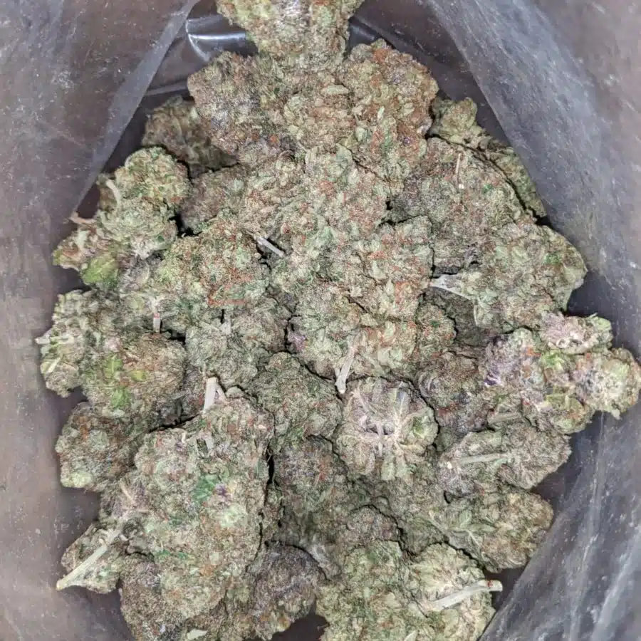 Pink Gas 1 2 I Pink Gas