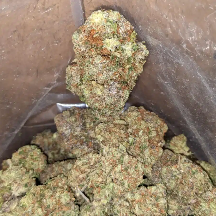 Pink Gas 3 2 I Pink Gas