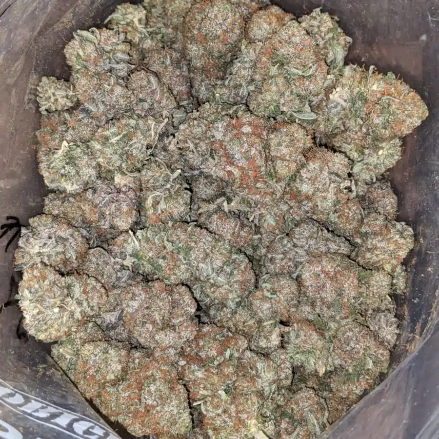 Pink gas 1 1 I Pink Gas #2