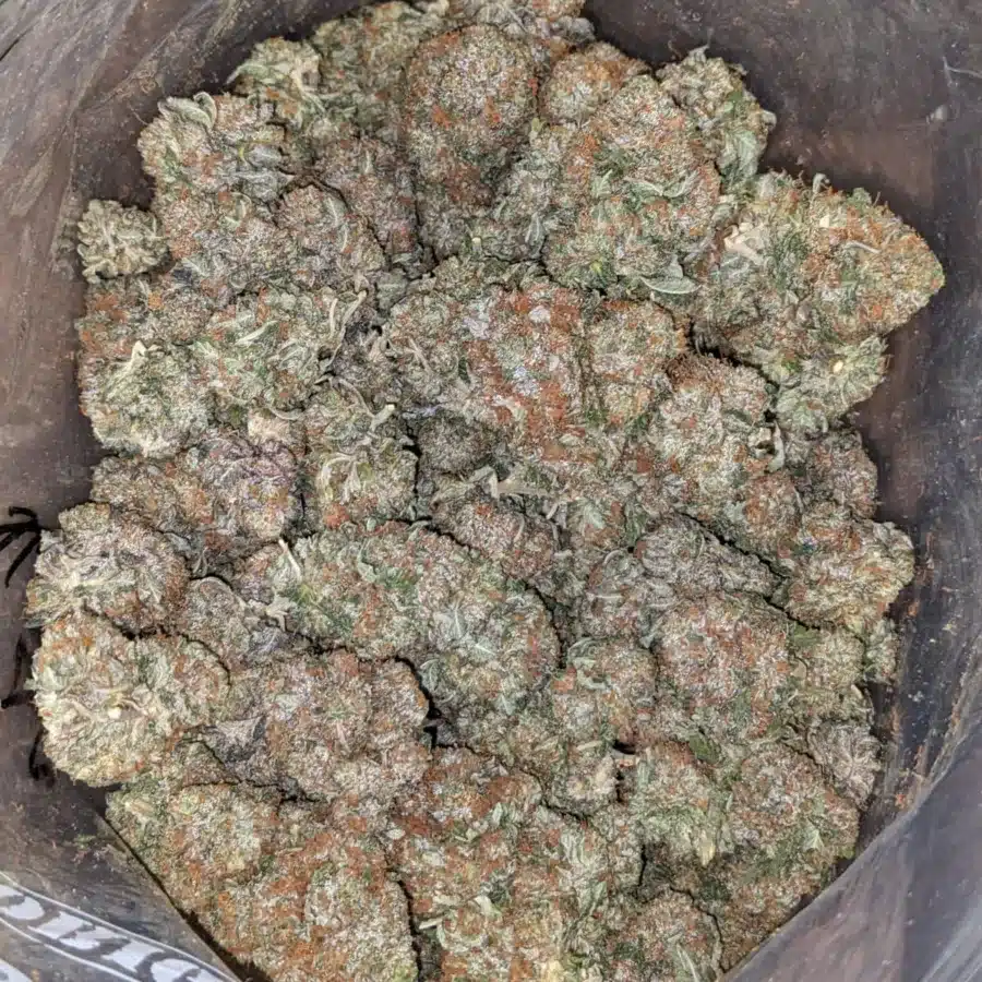 Pink gas 2 1 I Pink Gas #2