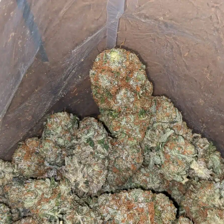 Pink gas 3 1 I Pink Gas #2