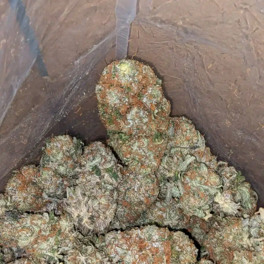 Pink gas 4 I Pink Gas #2