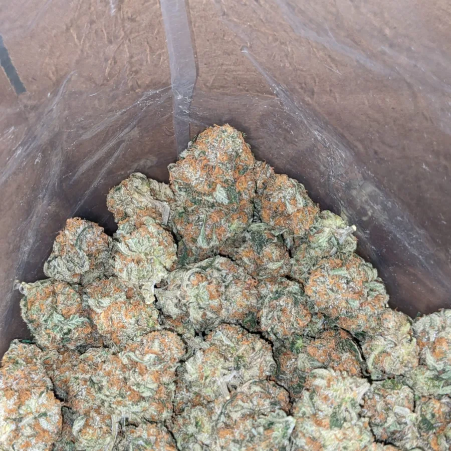$47oz Pugs Breath - Image 3