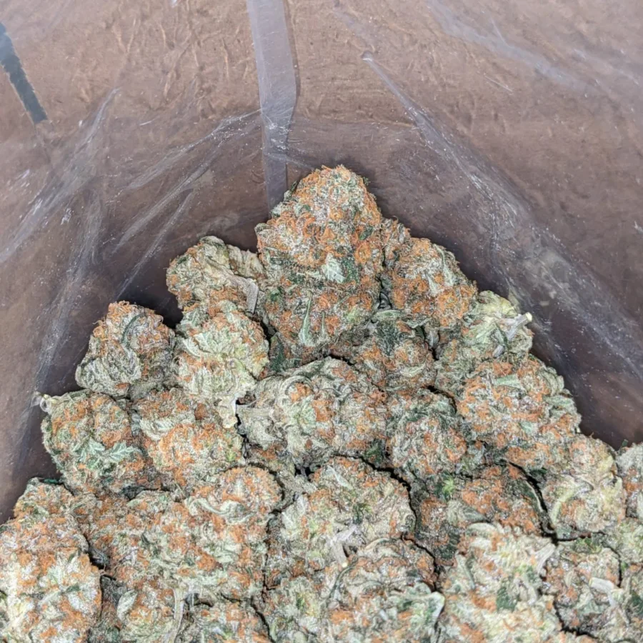 $47oz Pugs Breath - Image 4