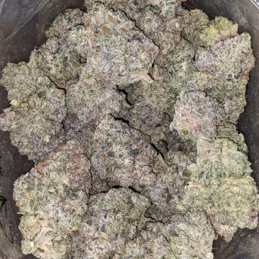 Purple Rockstar 2 1 I Purple Rockstar