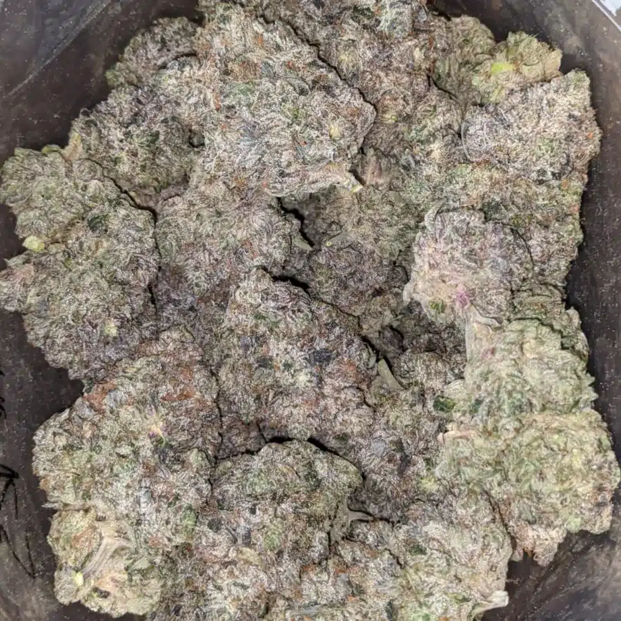 Purple Rockstar 4 I Purple Rockstar