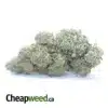 $ 56 Oz - Runtz