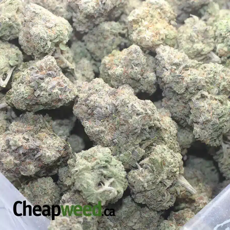 TRIANGLE MINTS 1 I $ 71 Oz - Triangle Mints