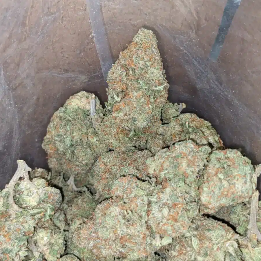 Alternative view of Animal Cookies