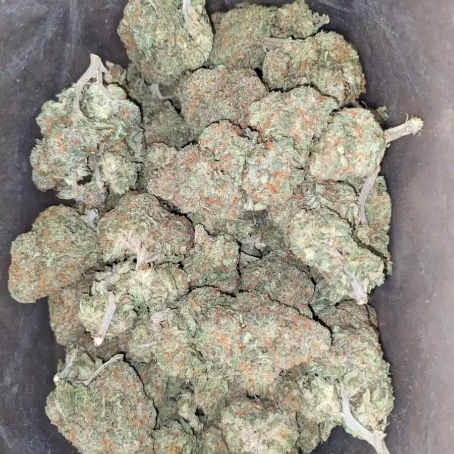 Animal Cookies 2 1 I Animal Cookies