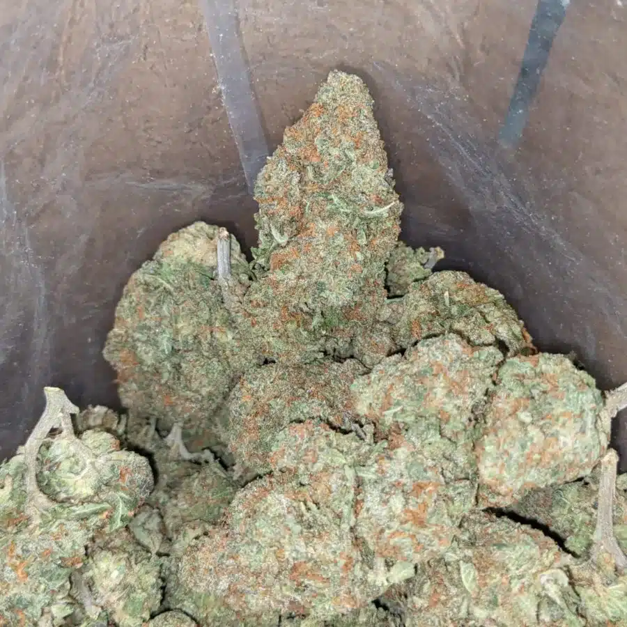 Animal Cookies 3 1 I Animal Cookies