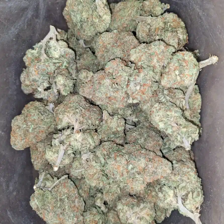 Animal Cookies