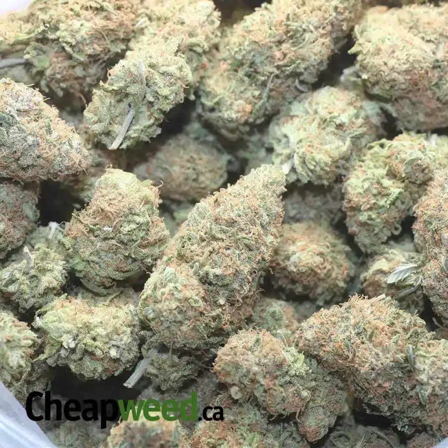 BLACK CHERRY GELATO 1 I Black Cherry Gelato