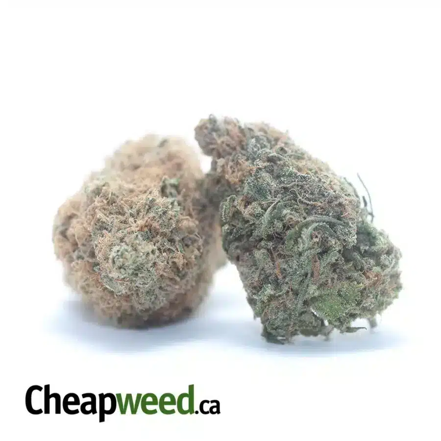 BLACK CHERRY GELATO 3 I Black Cherry Gelato