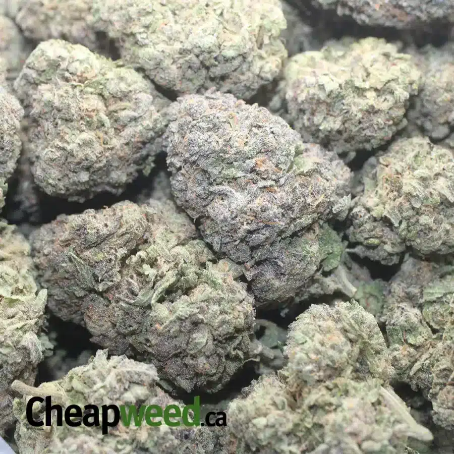 BLACK TRUFFLE 2 I Black Truffle
