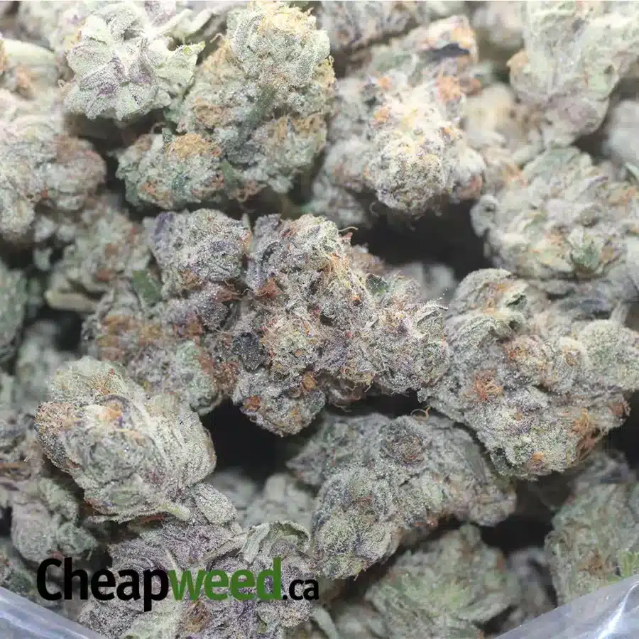 BLUEBERRY YUMYUM 1 I Blueberry YumYum