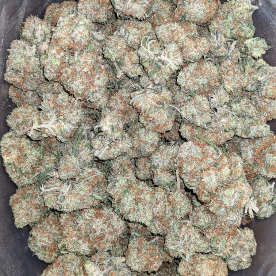 Black Cherry Gelato - Image 4