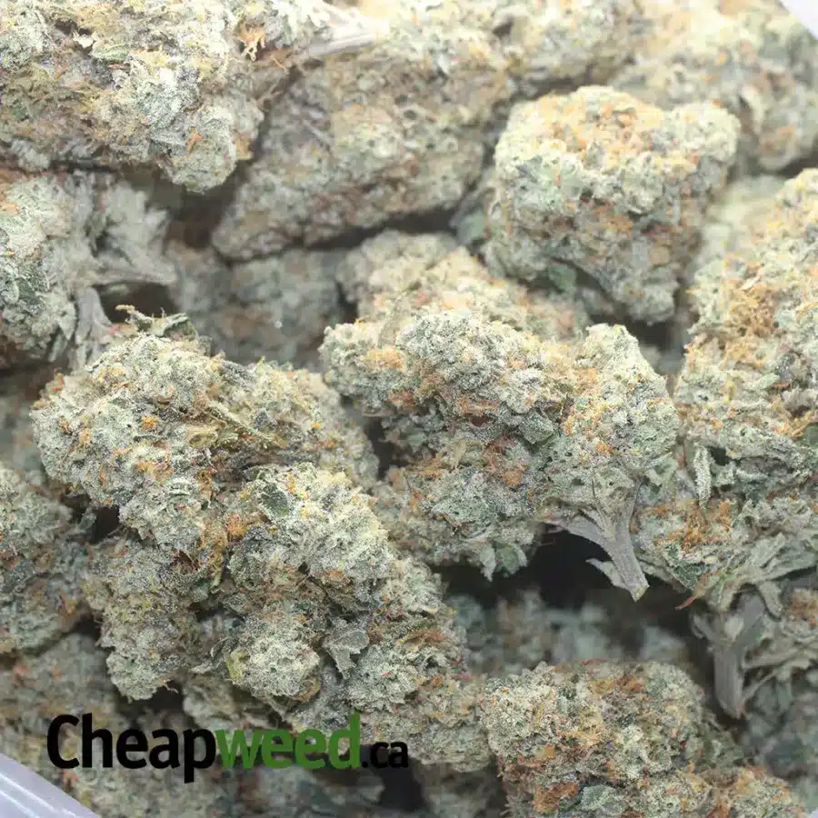 CARAMEL COOKIES 1 I $ 69 Oz - Caramel Cookies