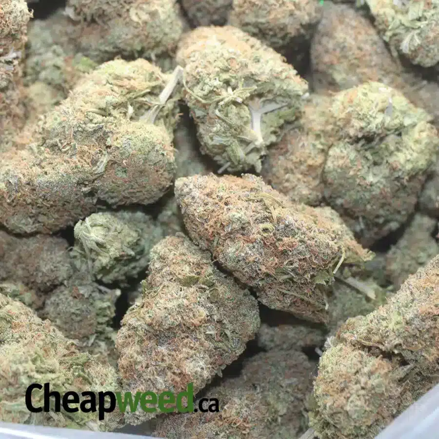 CHOCOLATE KUSH 1 I $ 54 Oz - Chocolate Kush