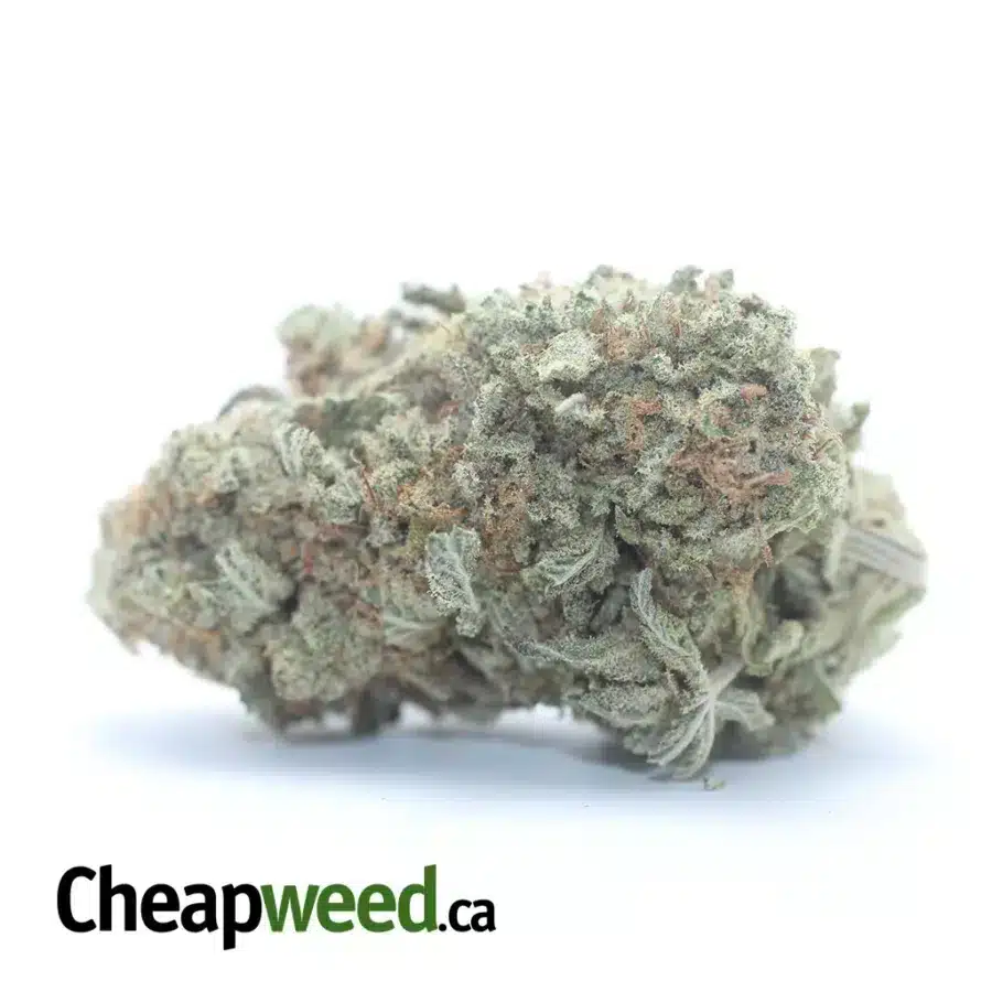 Lemon Citrus