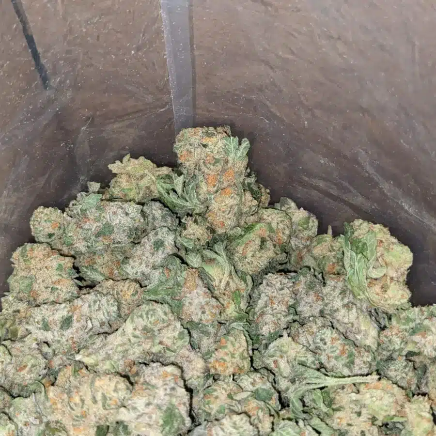Fruit Pebbles Smalls 2 I Fruity Pebbles (Smalls)